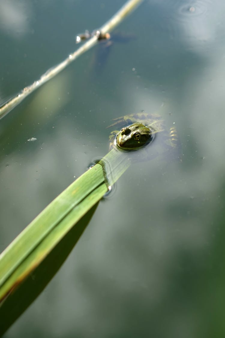 Frog In Pond