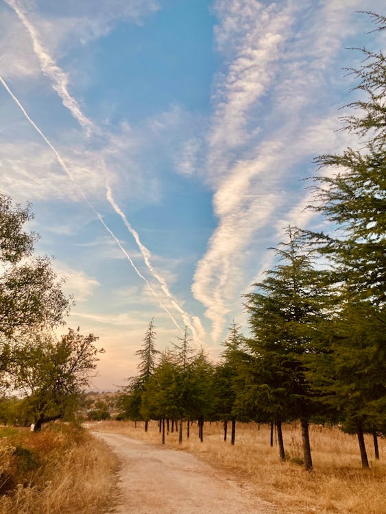 Fotos de stock gratuitas de arboles, camino de tierra, campo