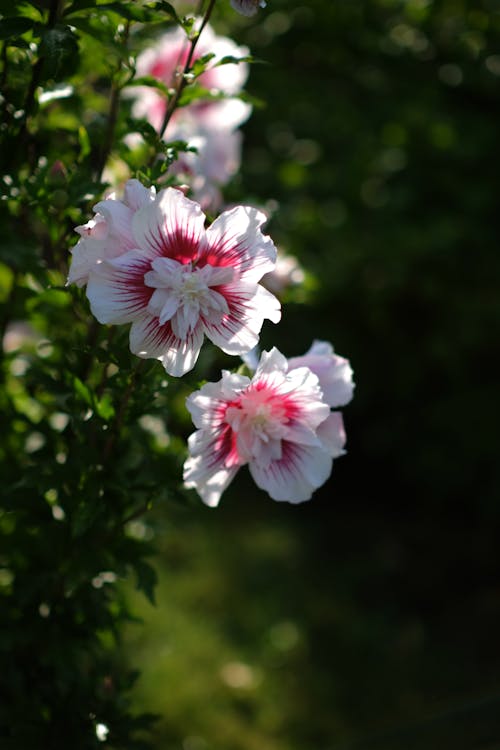 Imagine de stoc gratuită din arbust, creștere, cu flori