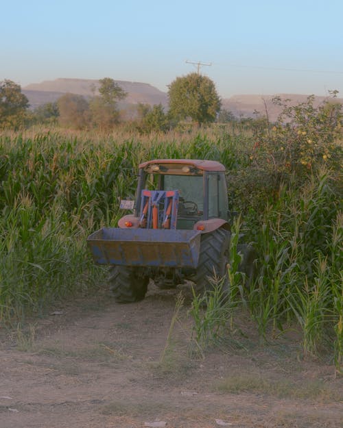 Imagine de stoc gratuită din agricultură, bitki, câmp