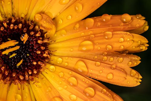 Raindrops on Sunflower Petals