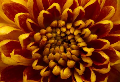 Free Detailed view of a chrysanthemum showcasing its vibrant yellow and red petals in full bloom. Stock Photo
