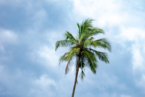 View of a Palm Tree against Blue Sky 