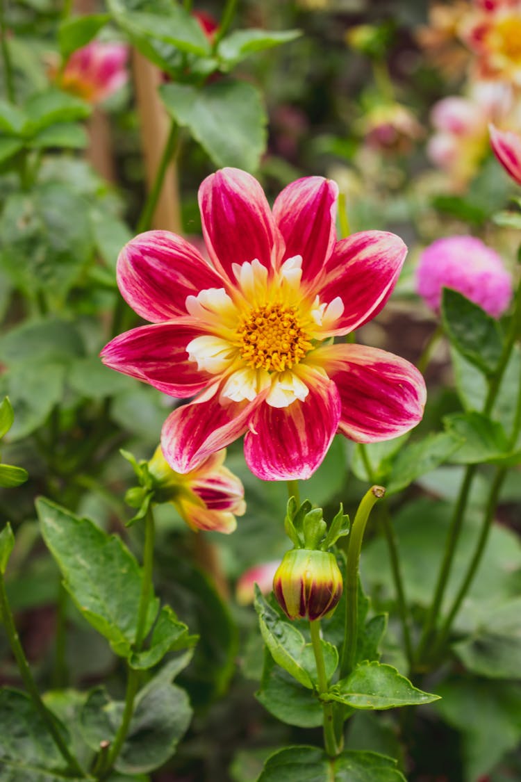 Pink Dahlia Flower