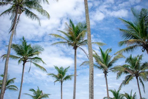 Palm Trees against Cloudy Sky