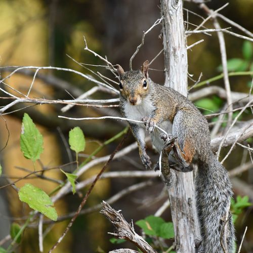 Free Close-up of an Eastern Gray Squirrel (Sciurus carolinensis) in Decatur, Alabama. Stock Photo