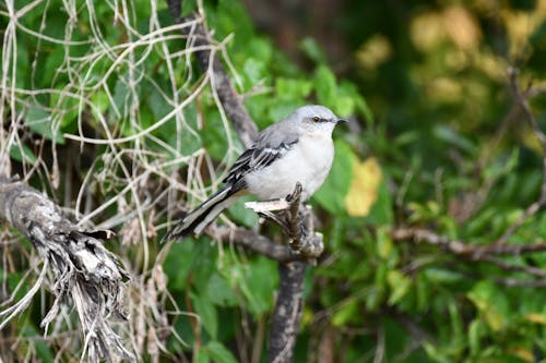 Close-up of a Tropical Mockingbird 