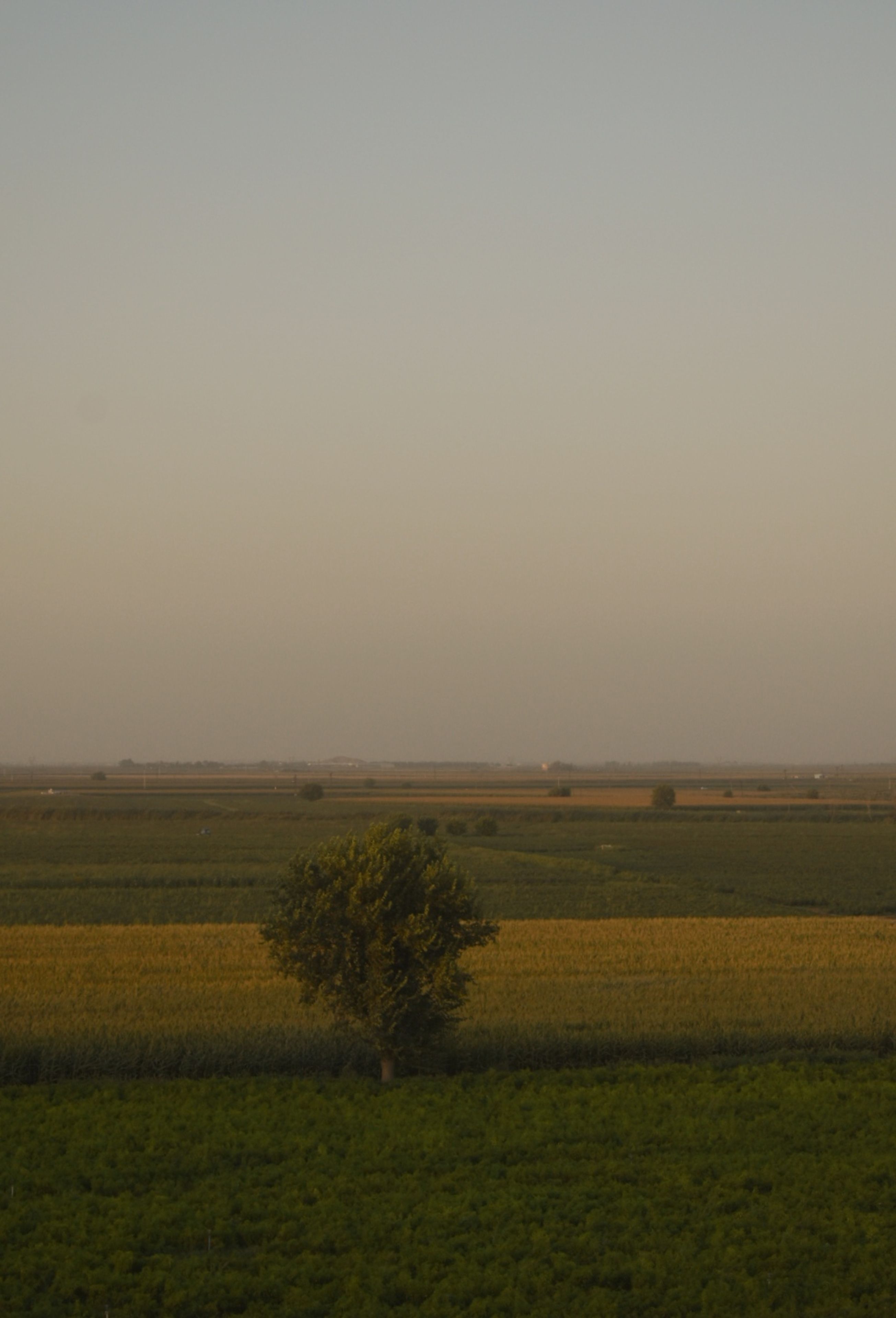 Lonely Tree in Wide Serene Field Landscape · Free Stock Photo