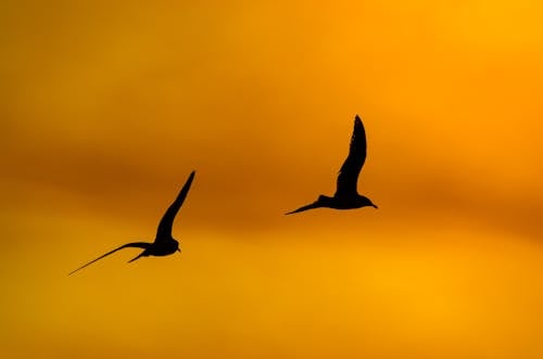 Silhouette of Flying Birds at Sunset