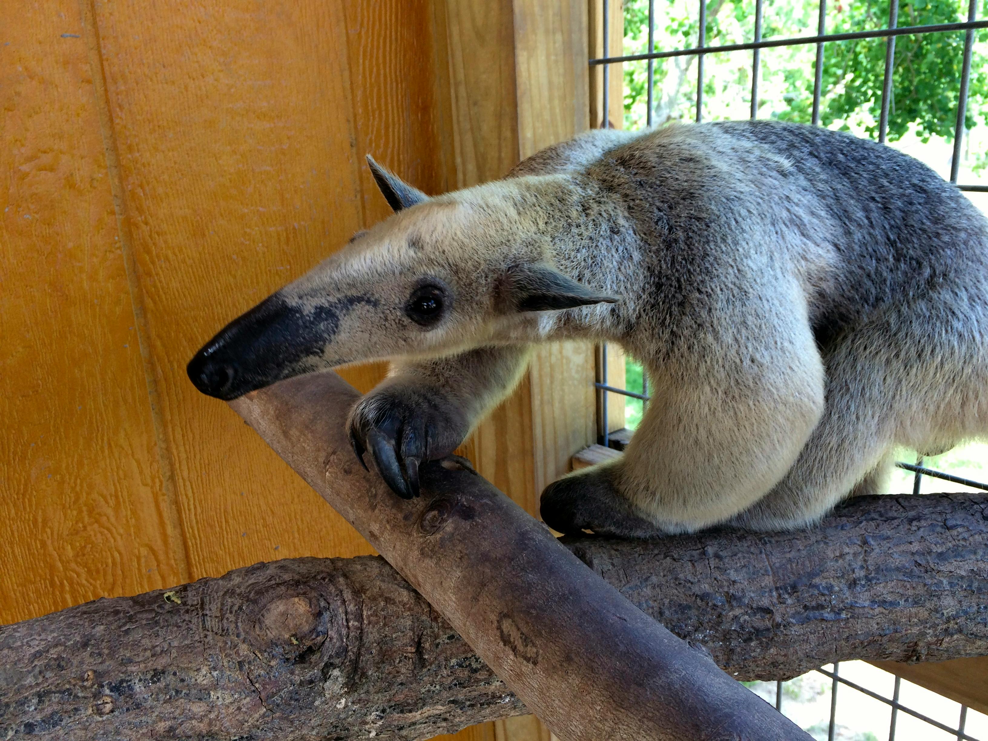 tamandua plush