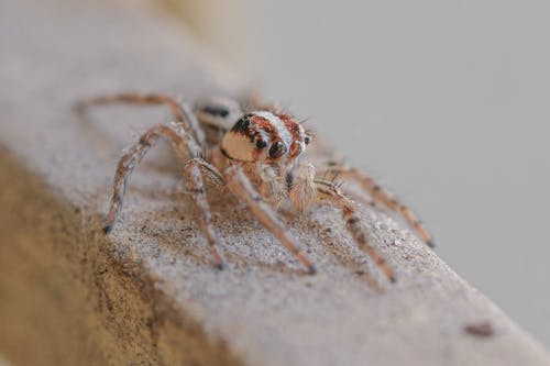 Close-up Photo of a Spider