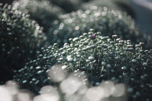 Free A tranquil scene of budding flowers in a green field, capturing natural growth in Inje, South Korea. Stock Photo