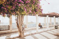 在一个宁静的花园里，盛开的九重葛旁，有人坐在长凳上，非常适合放松或旅行