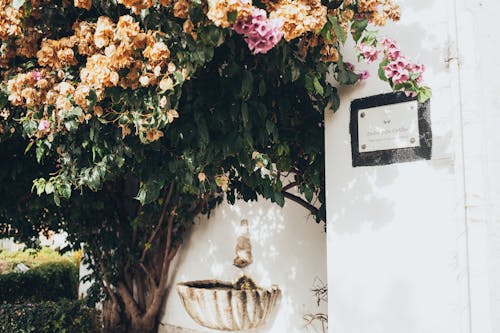 Gratis Pohon Dengan Bunga Kelopak Coklat Di Samping Bangunan Foto Stok