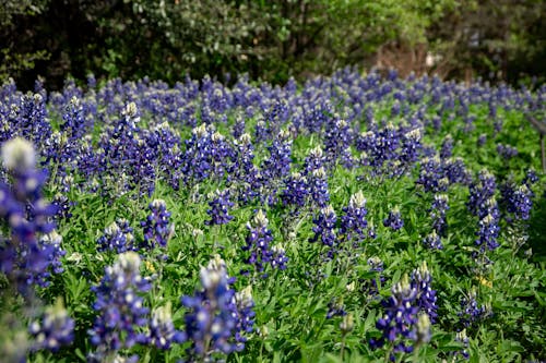 A Field of Bluebonnet Flowers