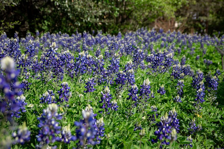 A Field Of Bluebonnet Flowers