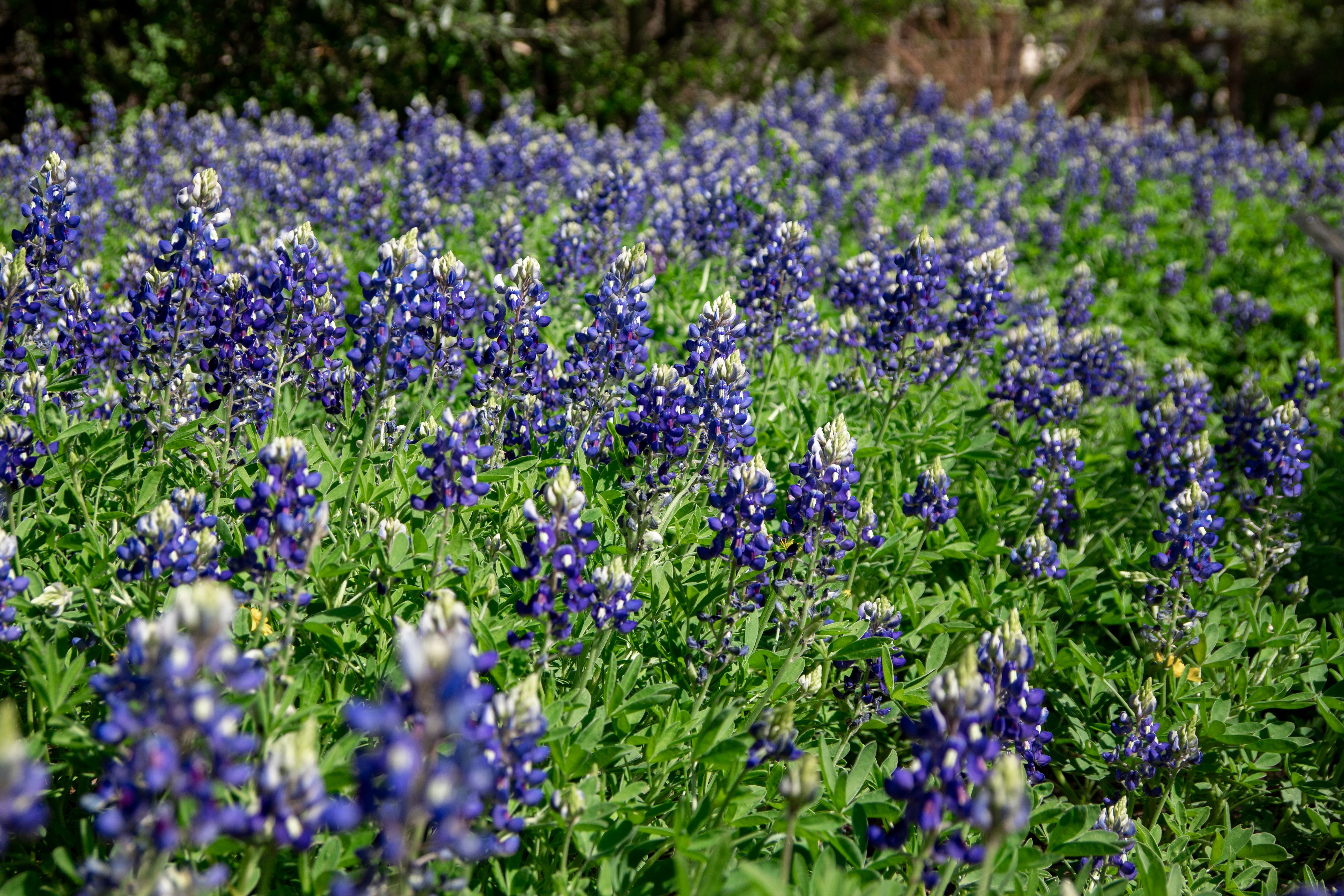 Texas Hill Country meadow in bluebonnet season