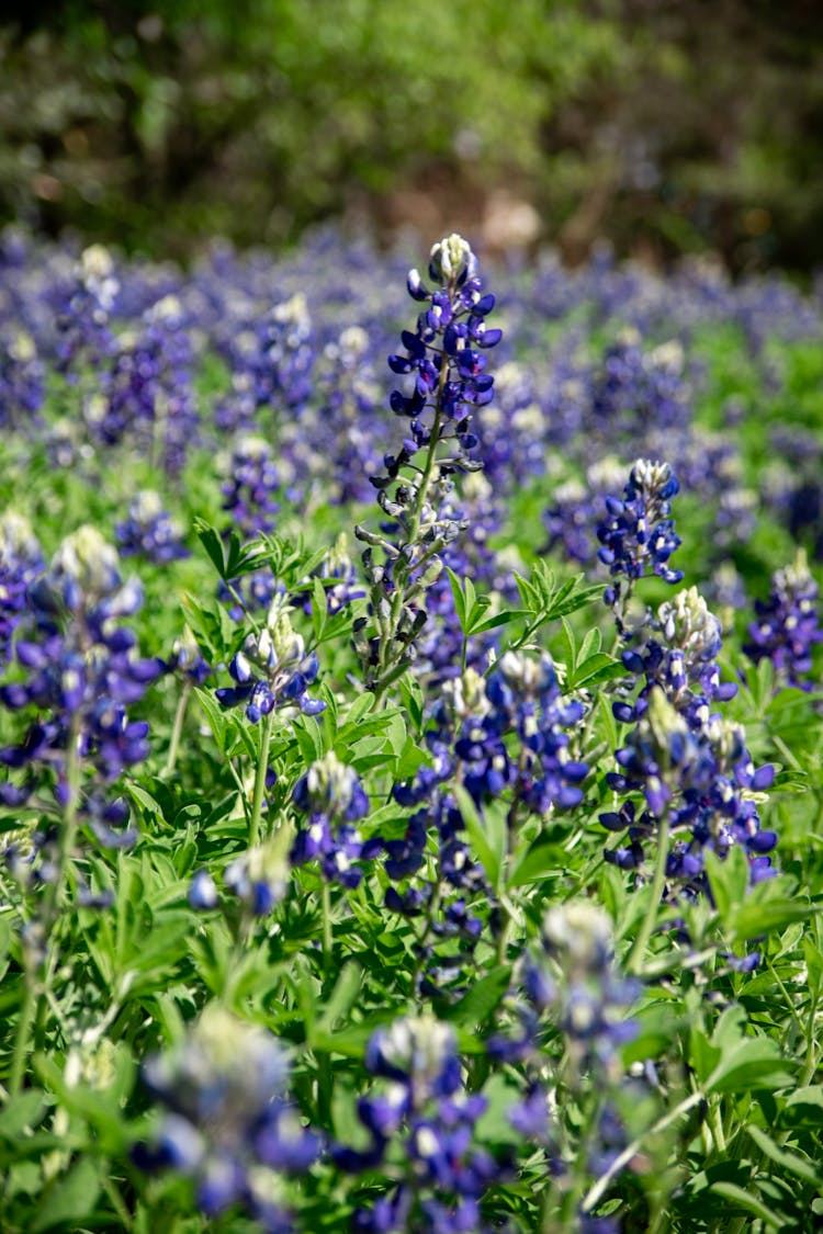 A Field Of Bluebonnet Flowers