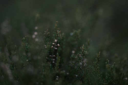 Flowers and Plants on Meadow