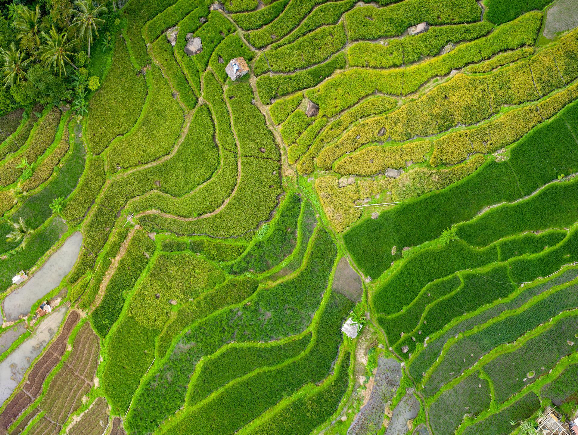 Aerial view of lush green rice terraces in Majasari, Banten, showing vibrant agricultural patterns.