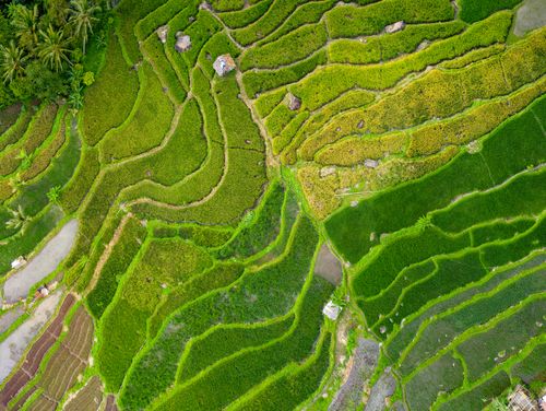 Free Aerial view of lush green rice terraces in Majasari, Banten, showing vibrant agricultural patterns. Stock Photo