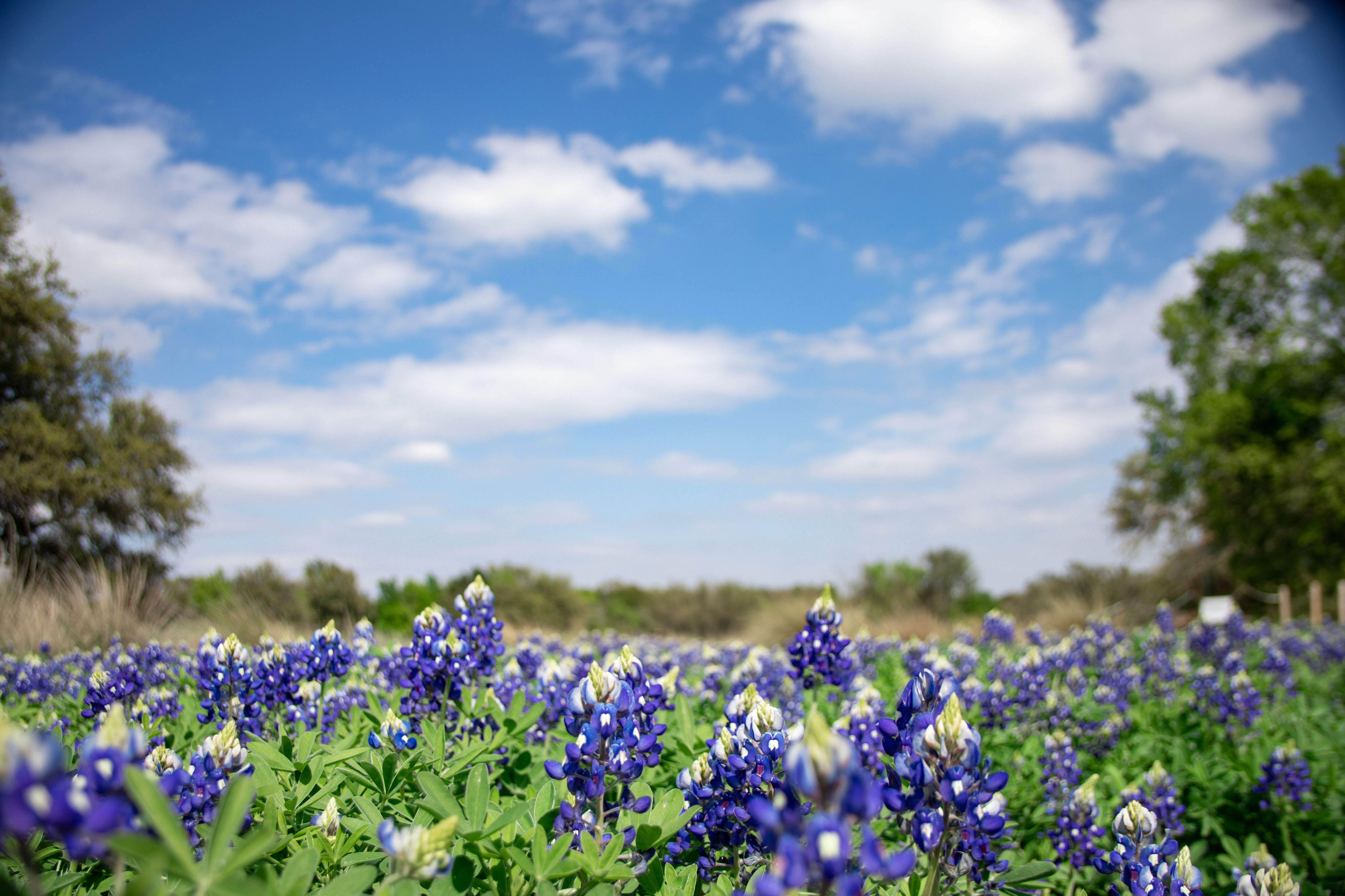 Texas Hill Country bluebonnet field in spring