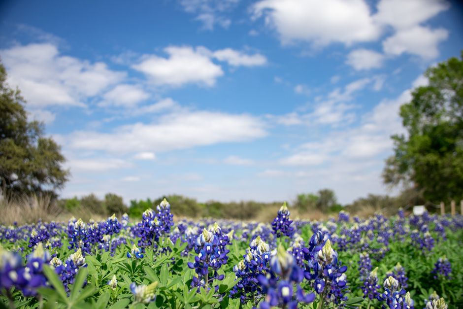 Texas Hill Country bluebonnet field in spring
