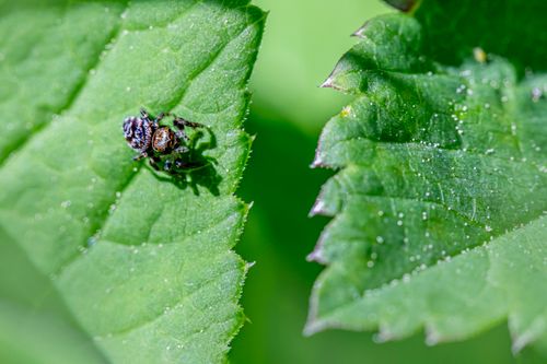 Free Close-up of a jumping spider on a green leaf, showcasing vibrant colors and detail. Stock Photo