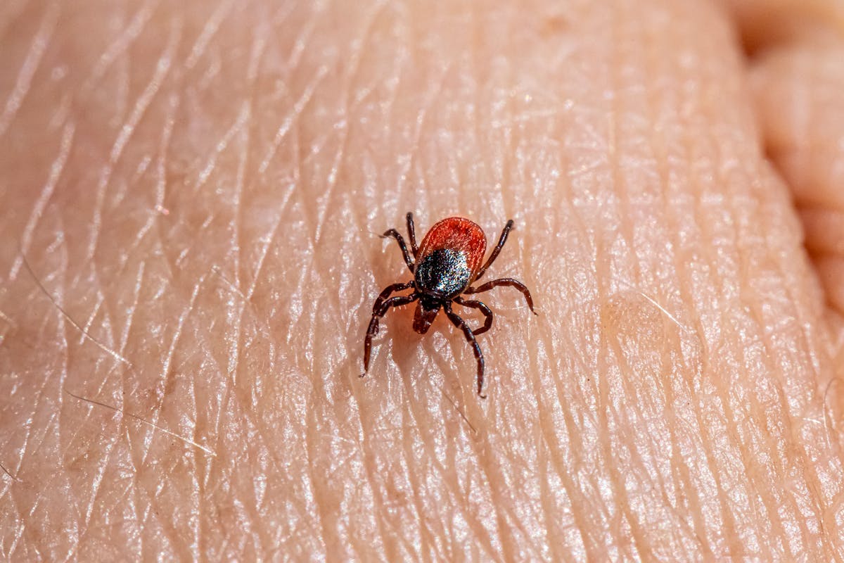 tick-image-photos-download-the-best-free-tick-image-stock-photos-hd