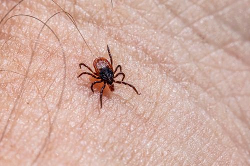 Free Detailed macro shot of a castor bean tick crawling on human skin, highlighting the insect's small size and potential danger. Stock Photo