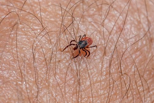 Free Macro view of a castor bean tick on human skin, highlighting tick's details. Stock Photo