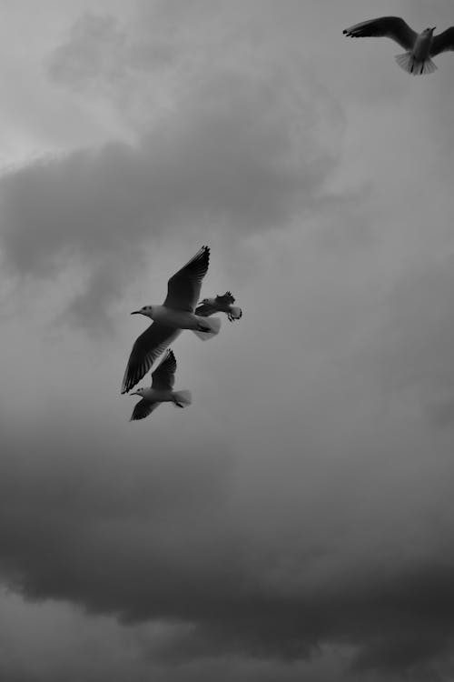 Foto d'estoc gratuïta de blanc i negre, cel, fotografia aèria