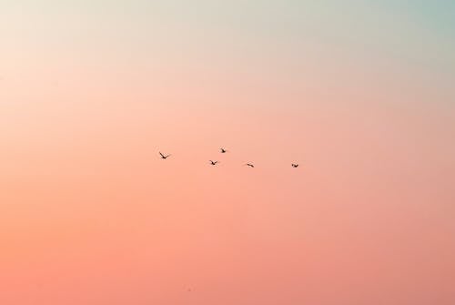 Birds on Sky at Dusk