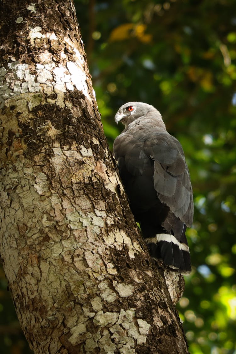 Eagle On Tree