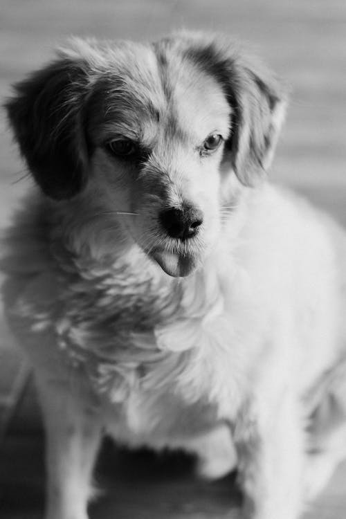 Puppy in Black and White