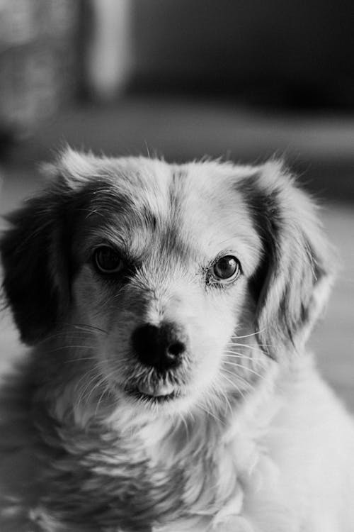 Portrait of Dog in Black and White