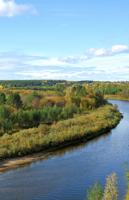 Aerial View of a Forest and River 