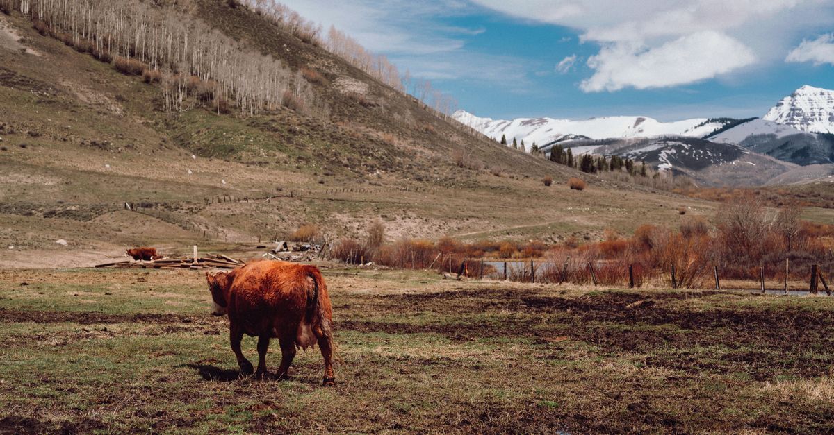 A lone cow grazes on a scenic farm with mountains in the background, capturing rural serenity.