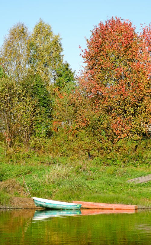 Foto d'estoc gratuïta de arbres, barques, bosc