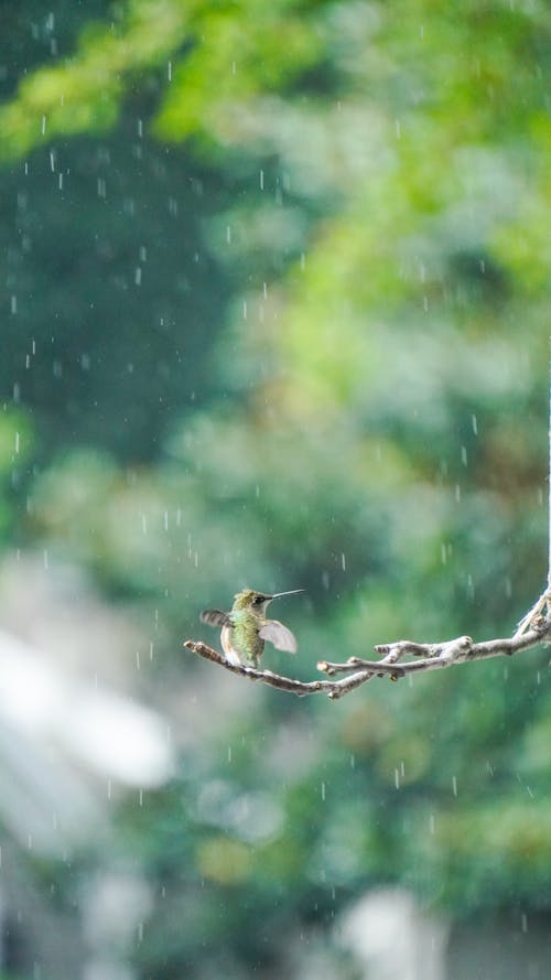 Fotobanka s bezplatnými fotkami na tému dážď, fotografie zvierat žijúcich vo voľnej prírode, hřadování