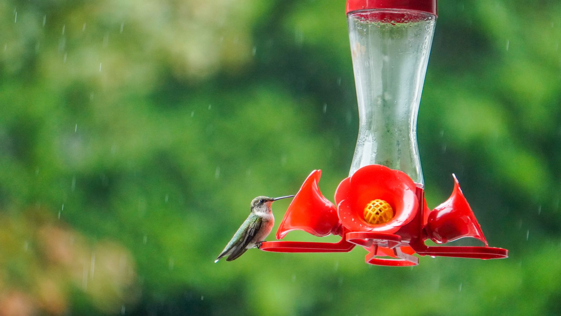 Hummingbird feeding at a red feeder during autumn rain