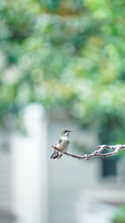 Free Graceful hummingbird sitting on a branch against a blurred green background. Stock Photo