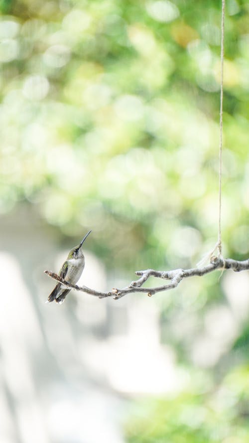 Základová fotografie zdarma na téma detail, fotografování zvířat, hnízdění