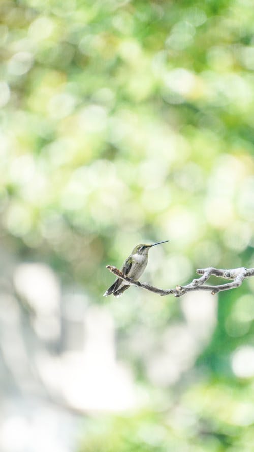 Hummingbird on Branch