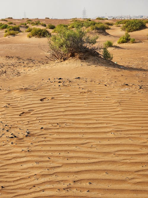 Bushes on Desert