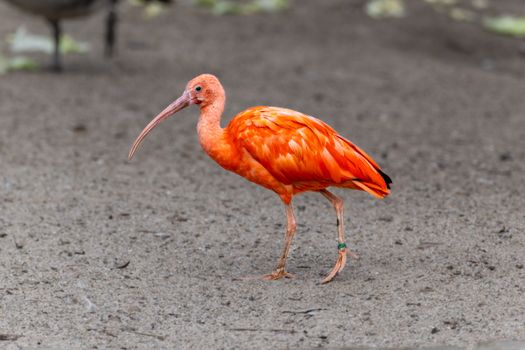crested ibis pink plumage