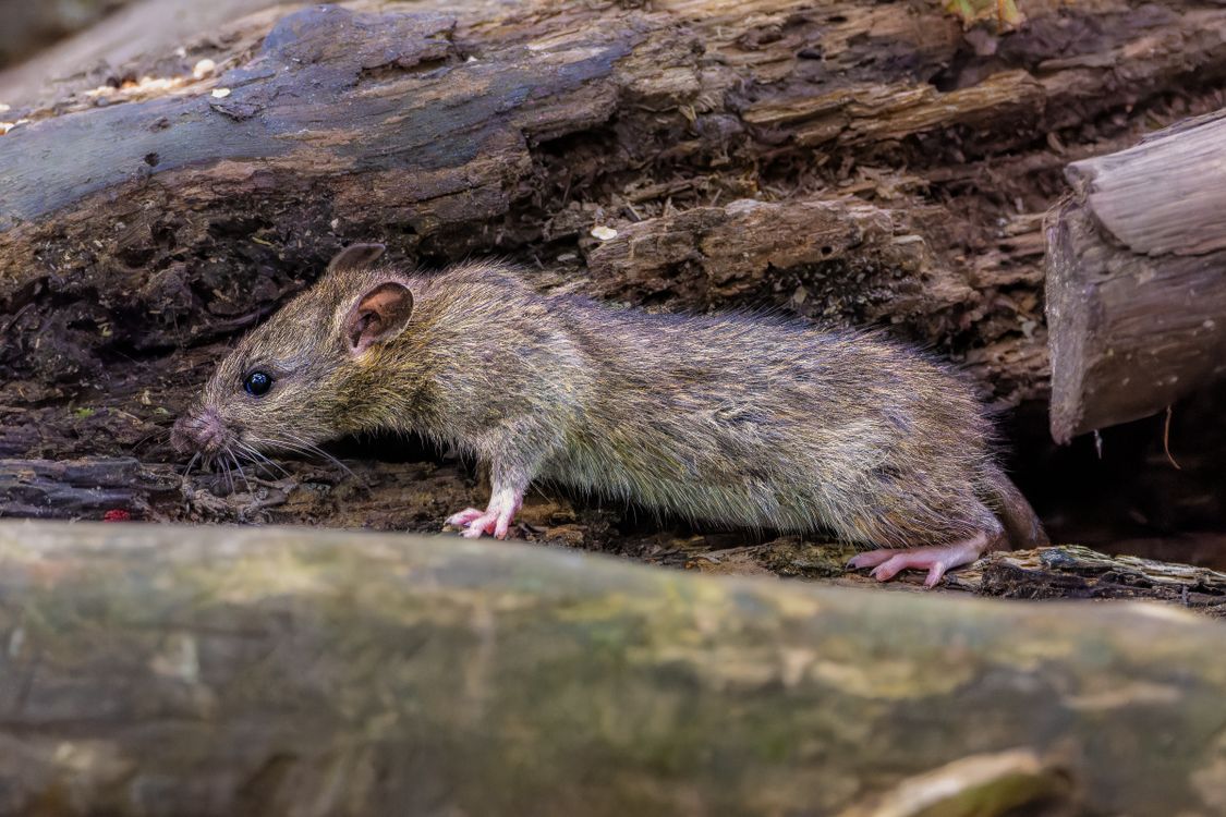 Game Rats In Forrest Rat in a Forest · Free Stock Photo