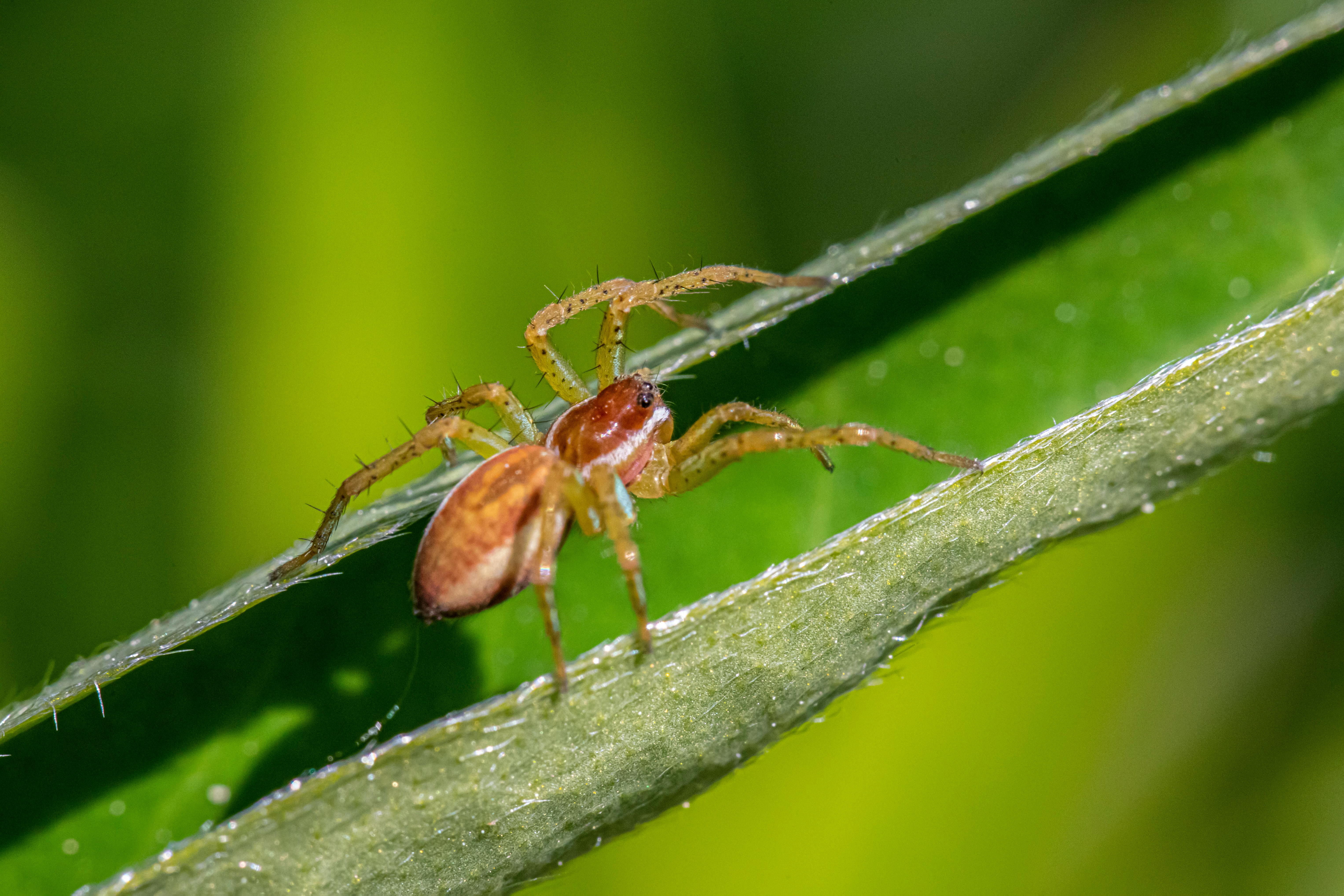 Get Spider Photos, Download The BEST Free Get Spider Stock Photos & HD