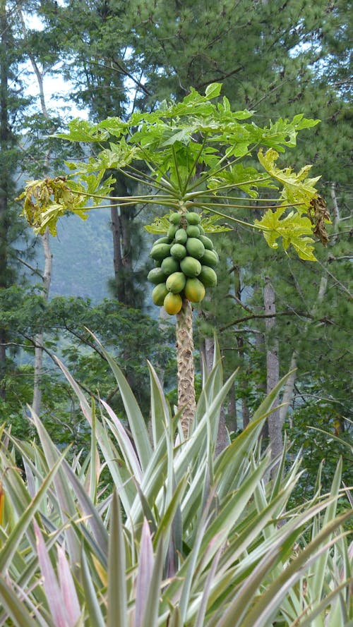 Free stock photo of fruit, natural food, papaya