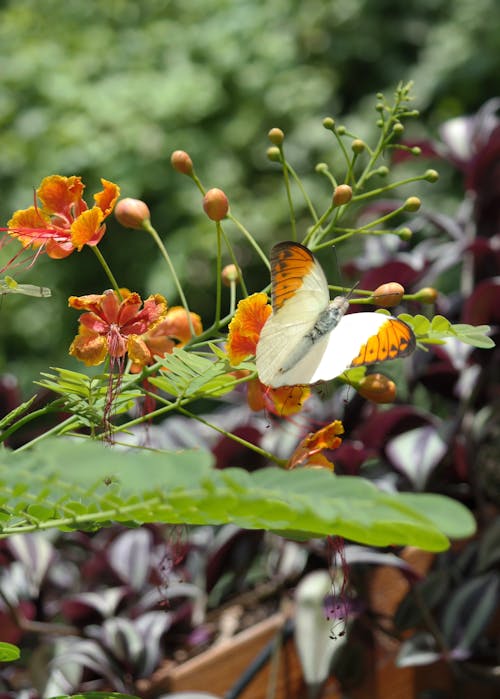 Close-up of an Orange and White Butterfly 